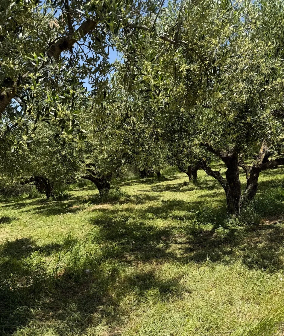 Theonios traditional olive groves in West Messinia, Greece