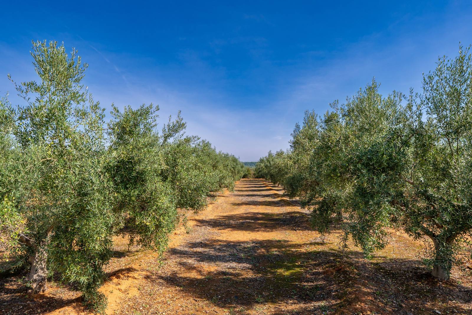 Rows of olive trees along a dry farm track beneath a clear blue sky