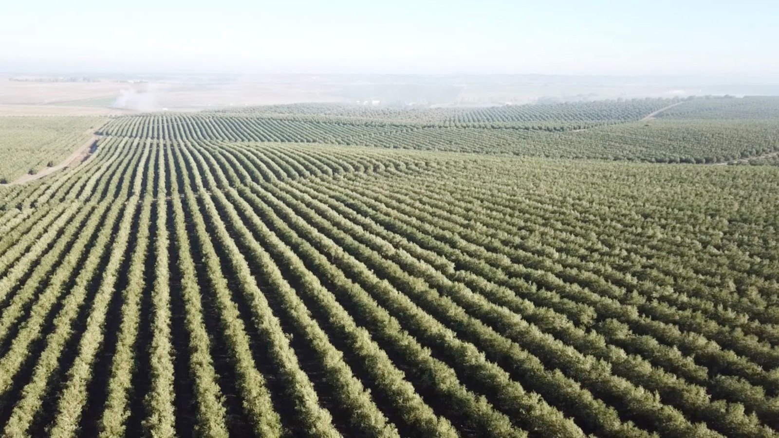 Aerial view of hedgerow olive groves: long, closely planted rows of trees running across gently rolling land to a hazy horizon