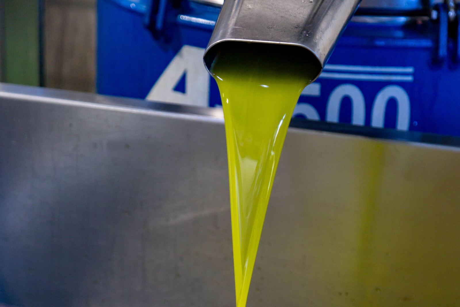 Freshly extracted green olive oil flowing from a metal spout into a collection tank at an olive mill