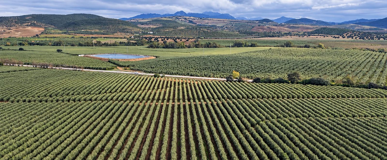 Aerial view of hedgerow olive groves planted in long straight rows, with an irrigation reservoir, older groves on the hills and mountains beyond