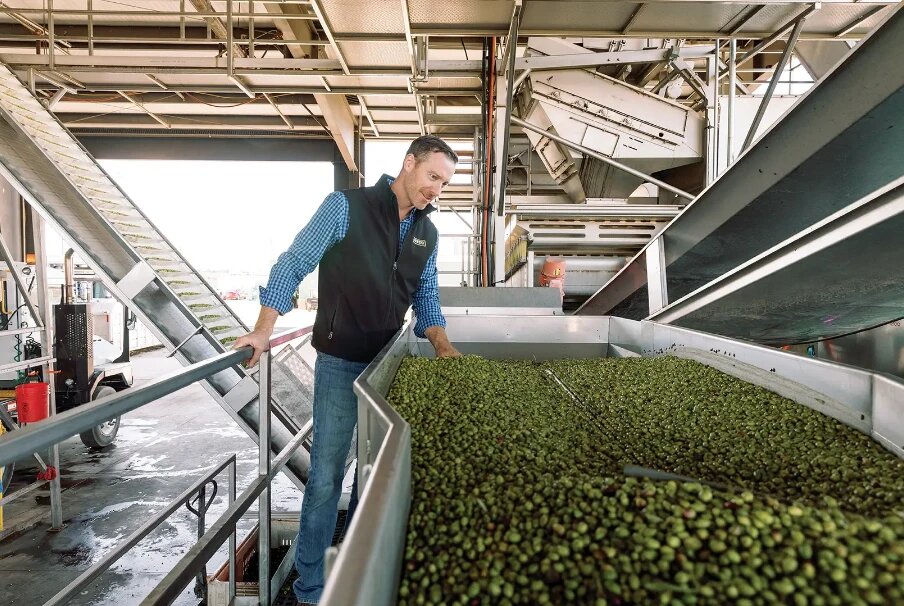 A mill operator on the reception platform leaning over a hopper full of freshly delivered green olives, a hand on the fruit, the conveyors of the intake line behind him
