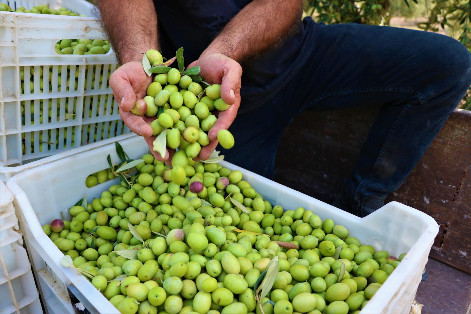Two hands tipping a handful of green olives, with a few leaves, into a white crate already full of freshly picked olives, more crates stacked behind