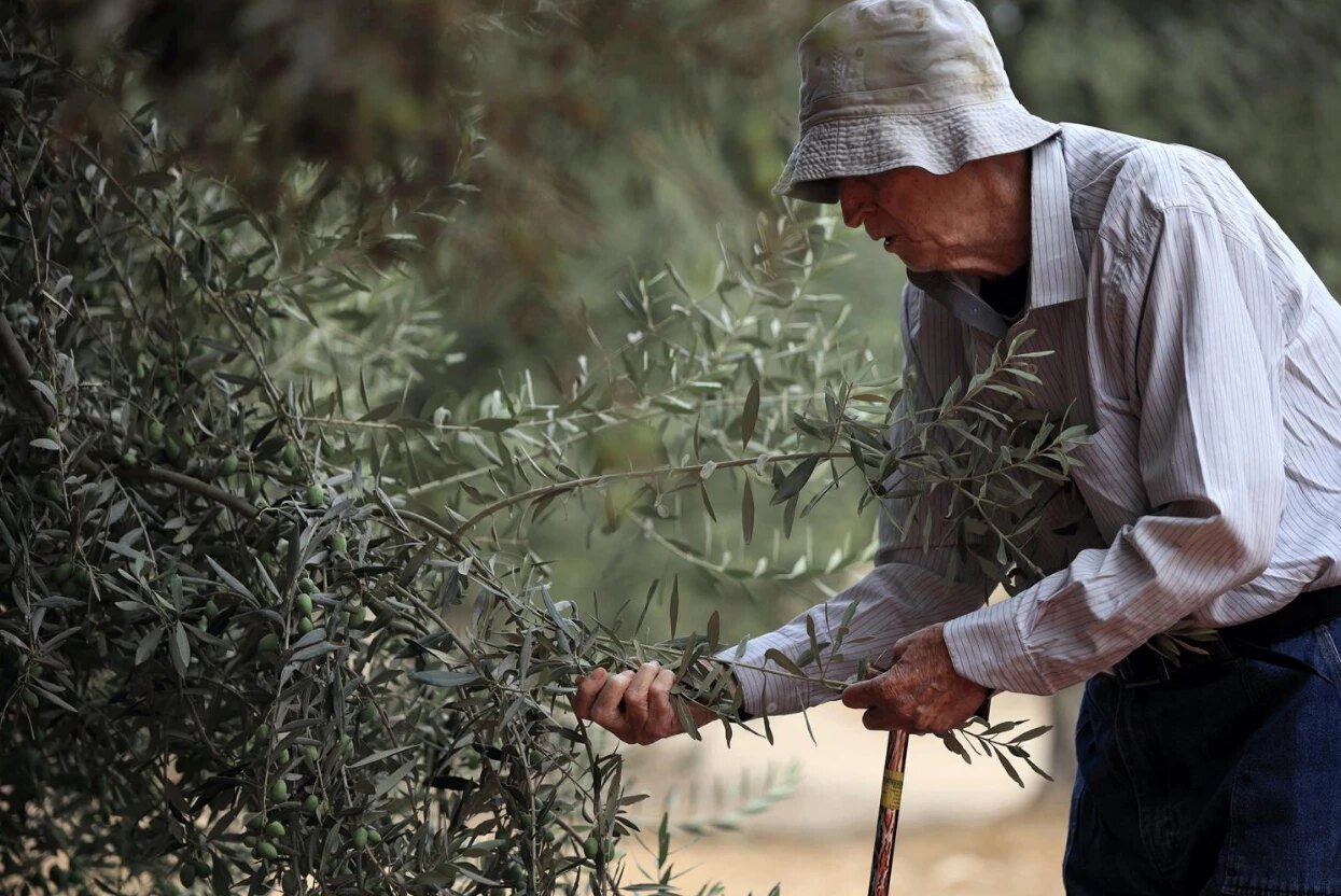 An elderly man in a bucket hat and a striped shirt, a walking stick in one hand, bends to look over a branch of green olives in a grove