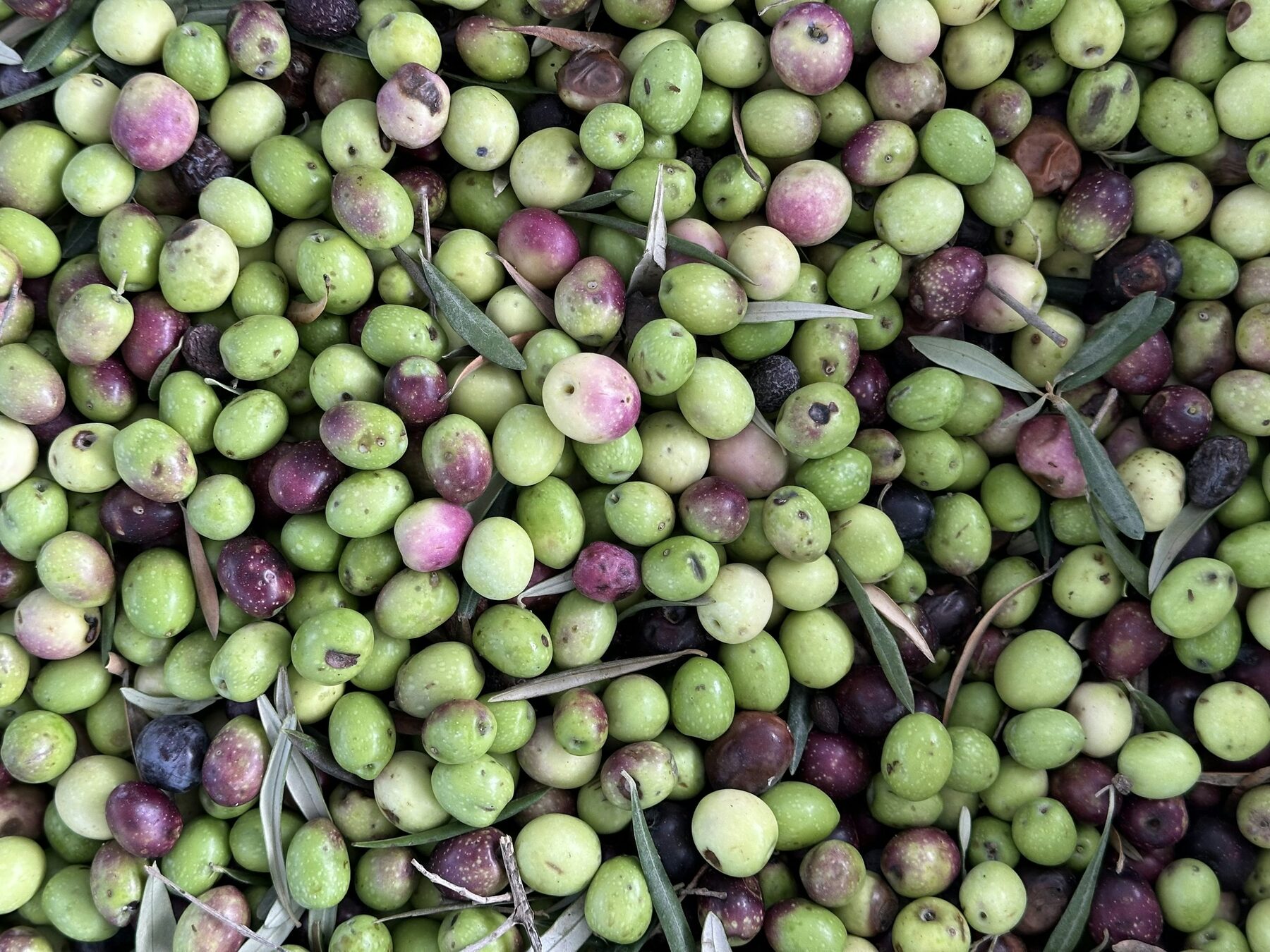 Spain's Storage Deadline Meets a Shift in US Olive Oil Imports